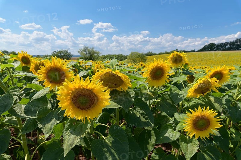 Blooming sunflower field in summer