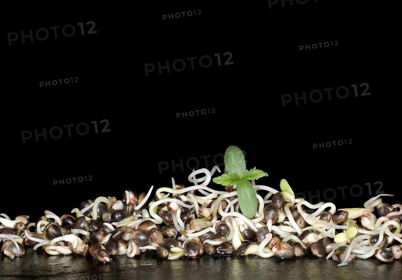Fresh sprouts of hemp