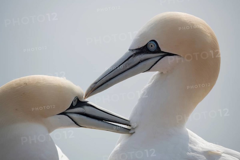Northern gannet