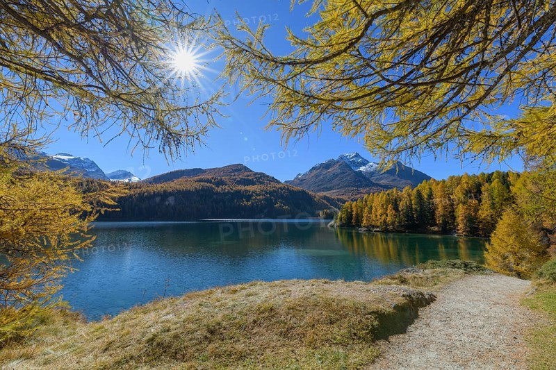 Path with colorful larch trees and sun in autumn