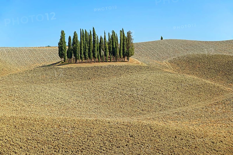 Cypress