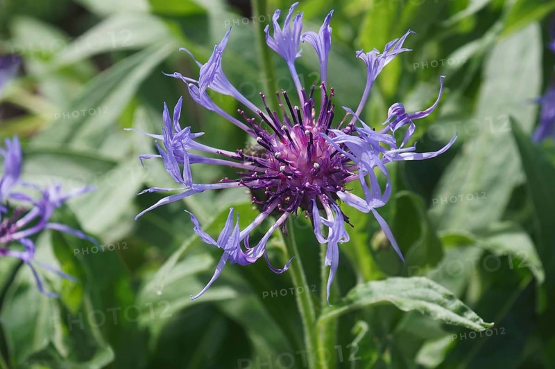 Perennial cornflower