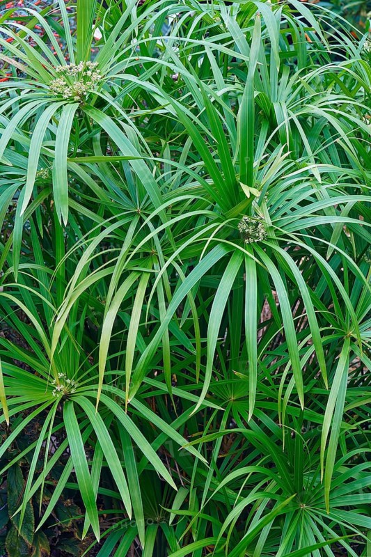 Umbrella plant