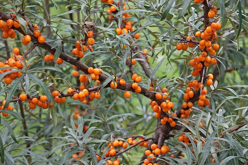 Common sea-buckthorn