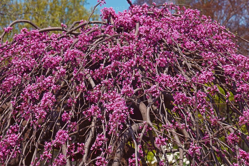 Eastern redbud