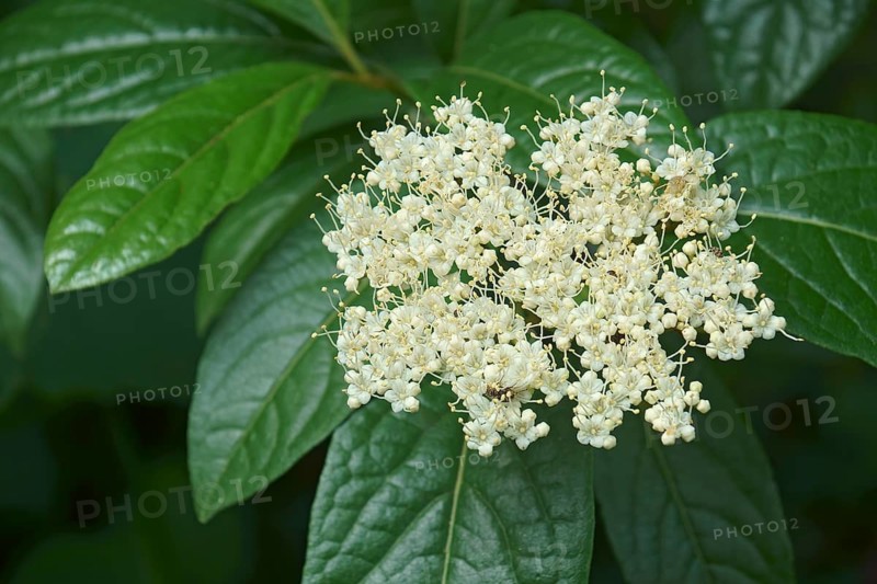 Smooth viburnum