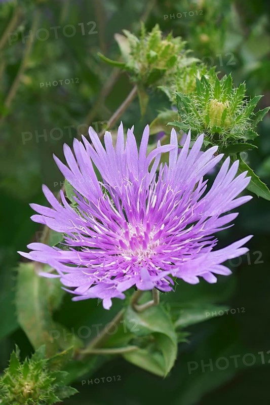 Stockesia