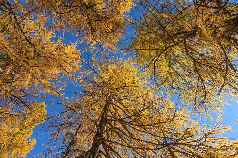 View in the tree tops of a larch tree forest in autumn