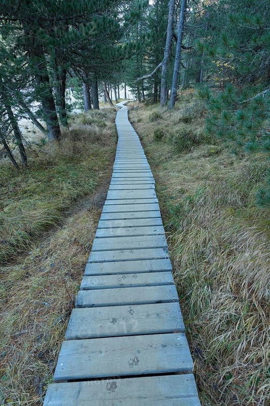 Boardwalk in mountain forest