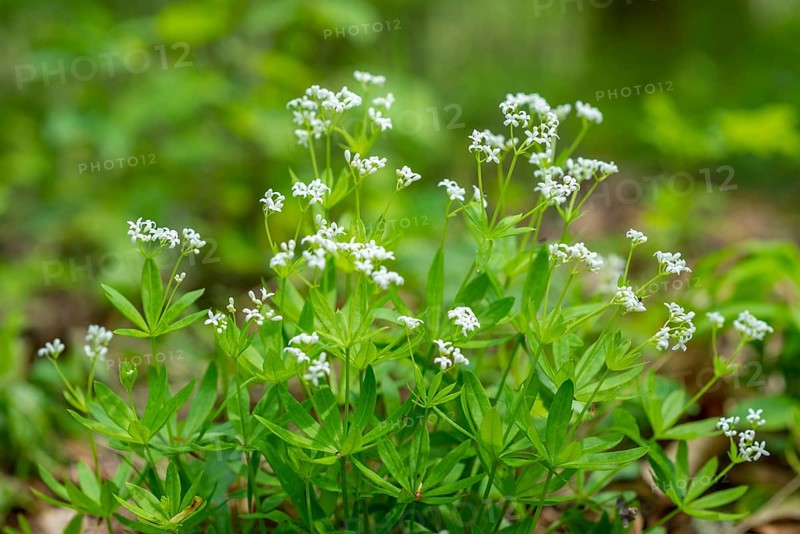 Woodruff