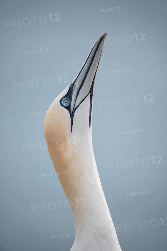 Northern gannet