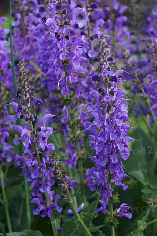 Meadow clary