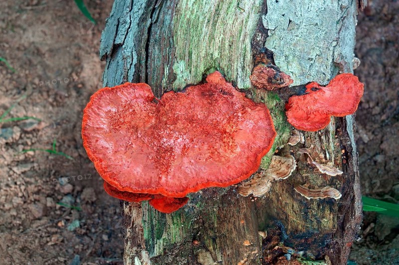 Northern cinnabar polypore