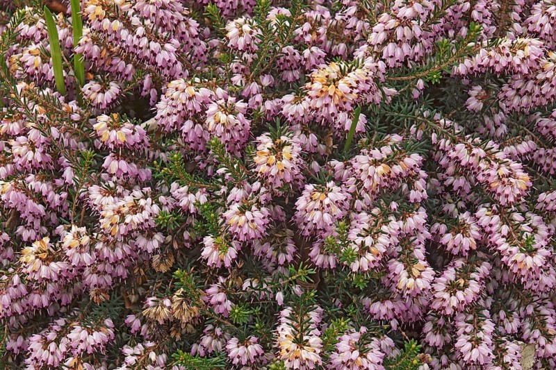 Spring heath