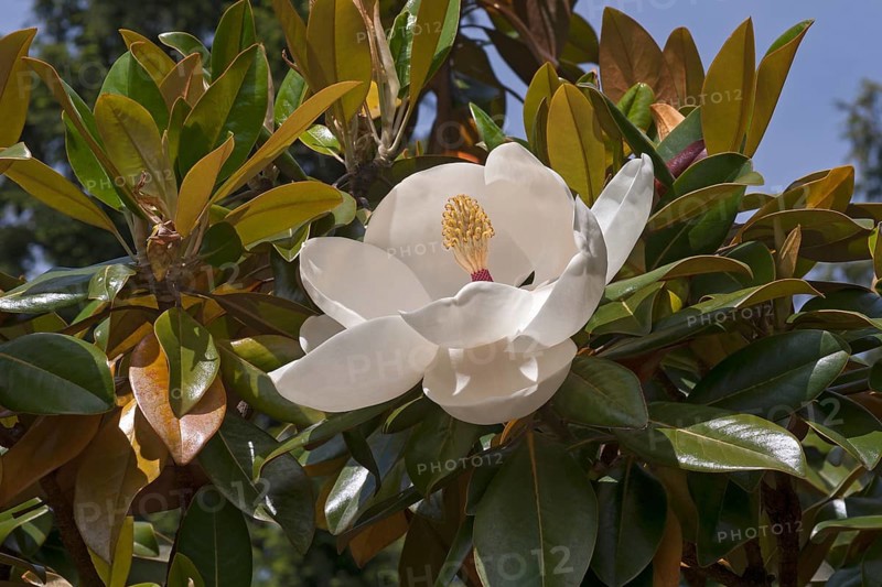 Southern magnolia