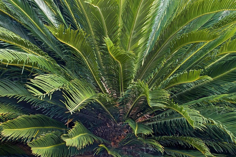 Sago Palm