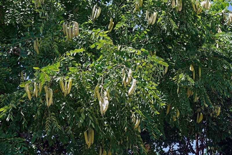 Kentucky coffeetree