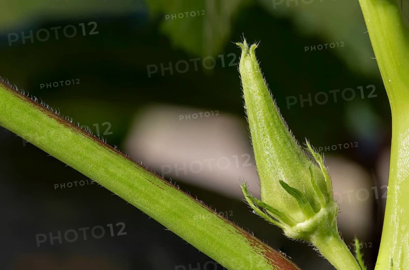 Macro shot of okra bud. Mauritius