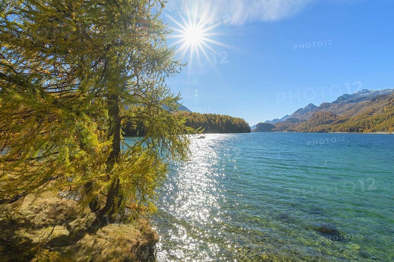 Lake Silsersee with colorful larch trees and sun in autumn