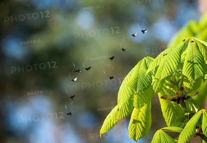 Green longhorn