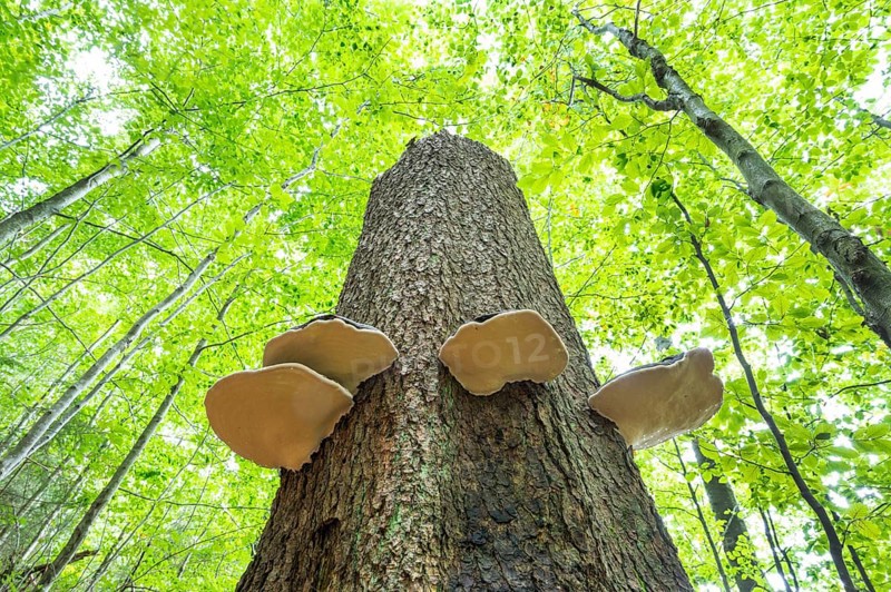 Red banded polypores