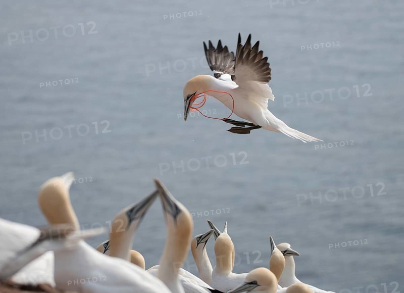 Northern gannet