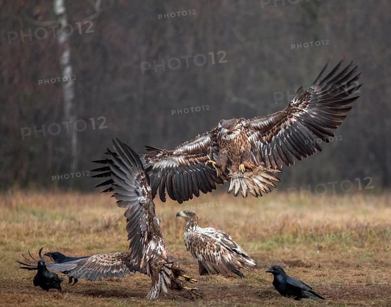 White-tailed eagle