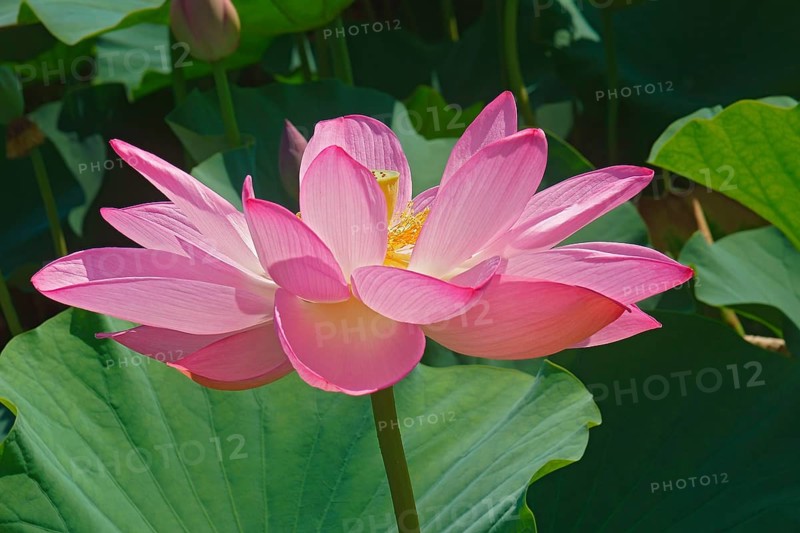 Sacred lotus