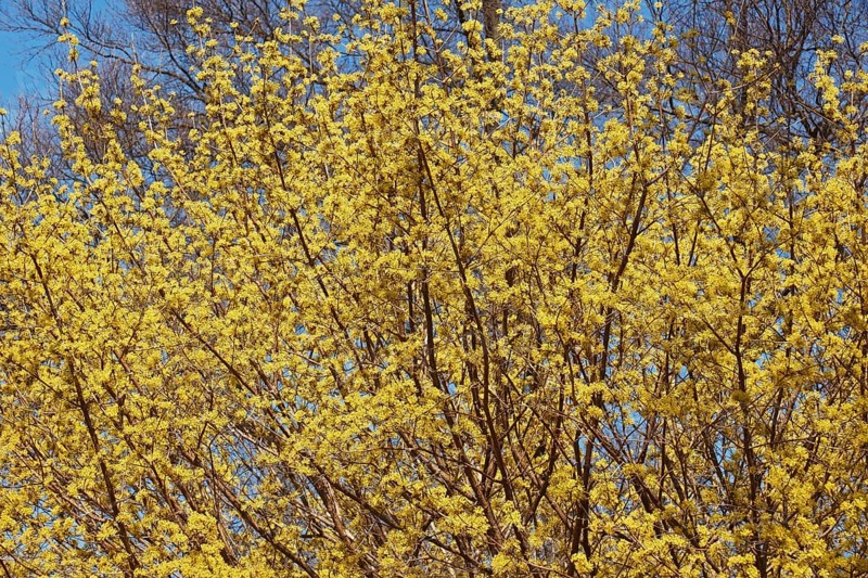 Cornelian cherry dogwood
