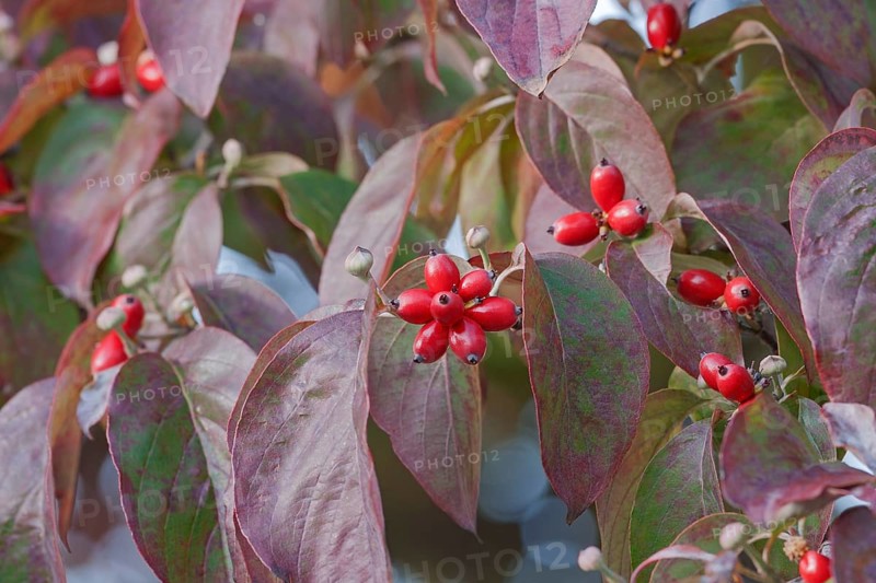 Flowering Dogwood