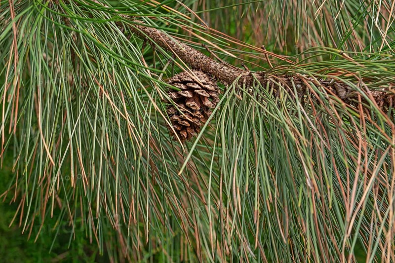 Ponderosa pine