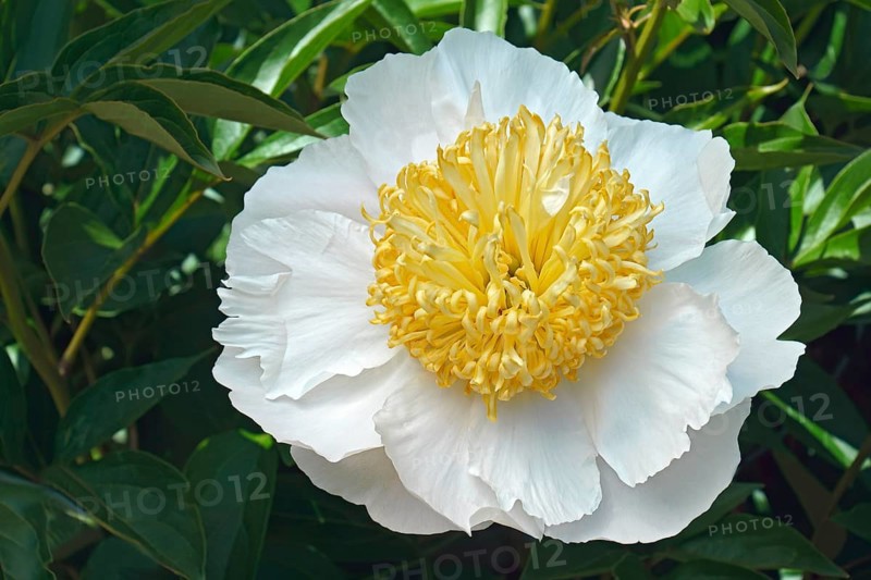 Chinese peony