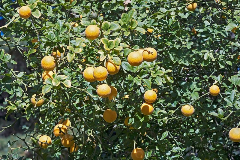 Trifoliate citrus