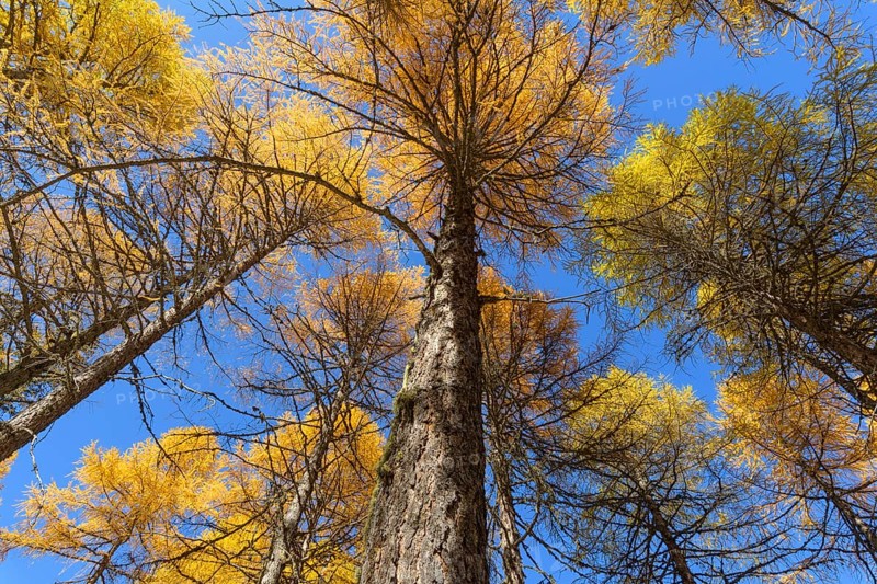 View in the tree tops of a larch tree forest in autumn