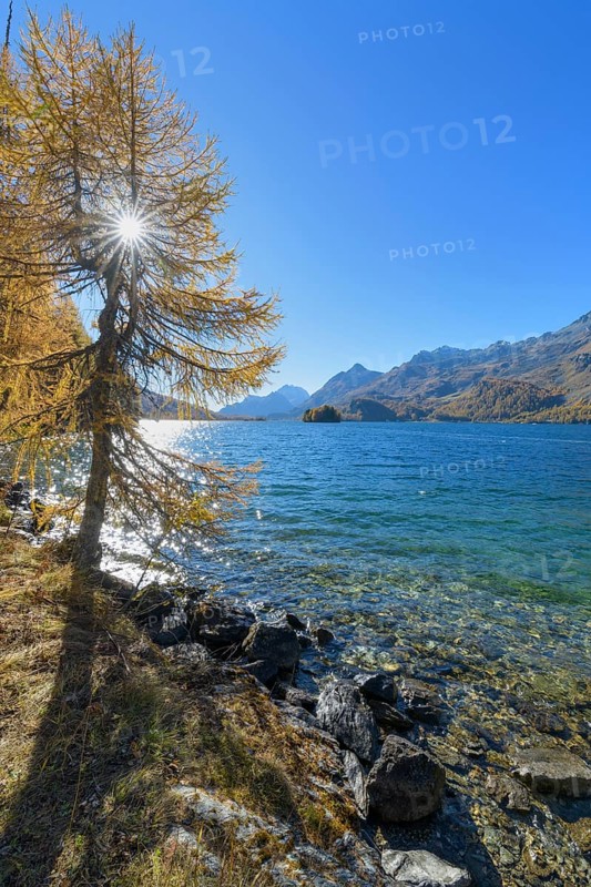 Lake Silsersee with colorful larch trees and sun in autumn