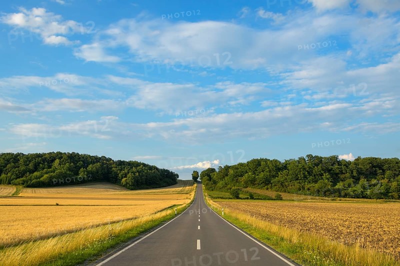 Country road with grain fields in summer
