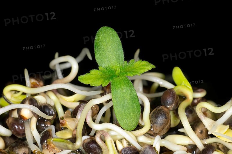 Fresh sprouts of hemp