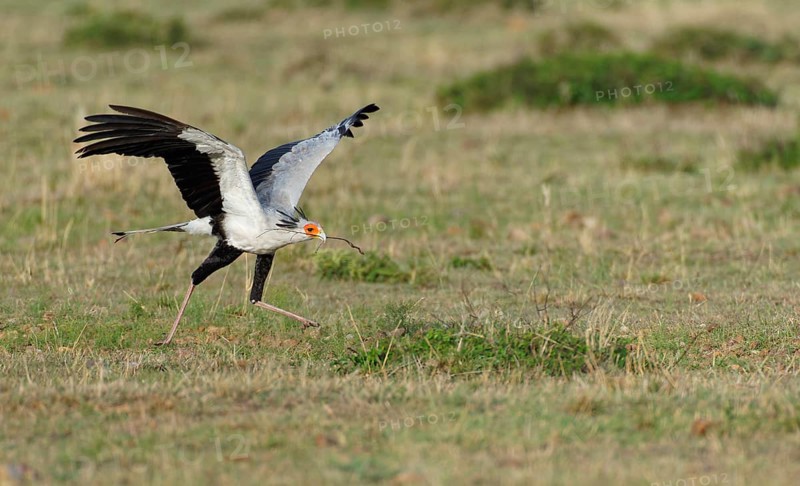 Secretary bird