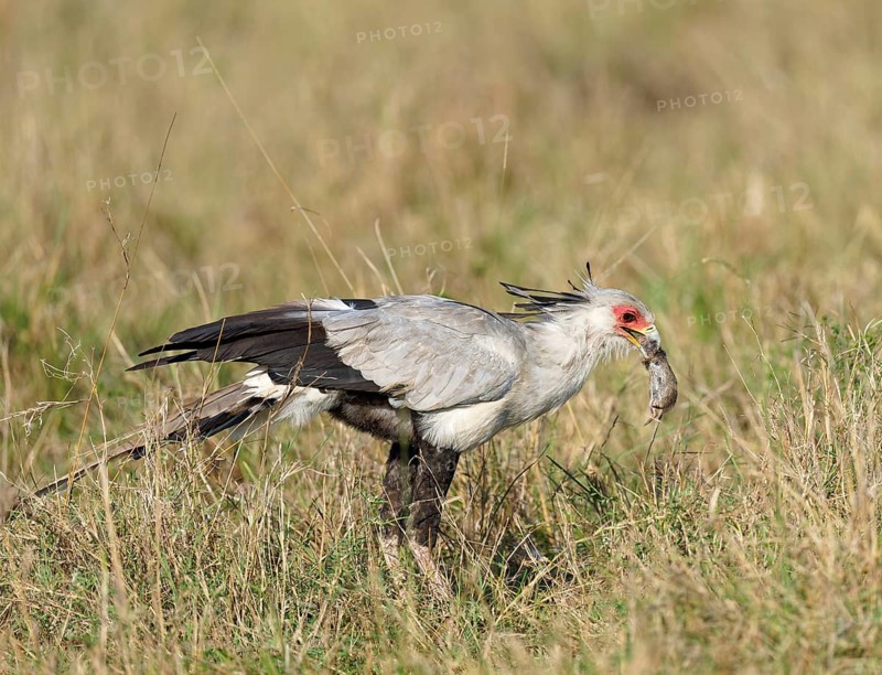Secretary bird