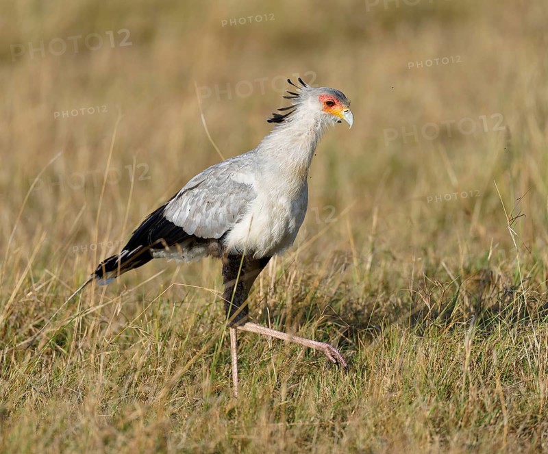 Secretary bird