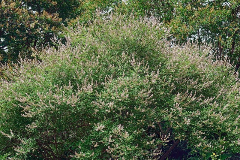 Chaste tree