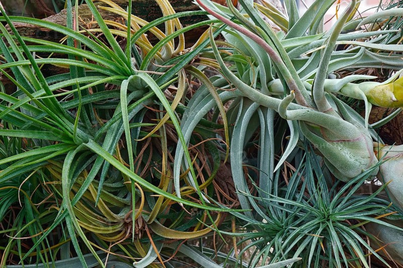 Air plant