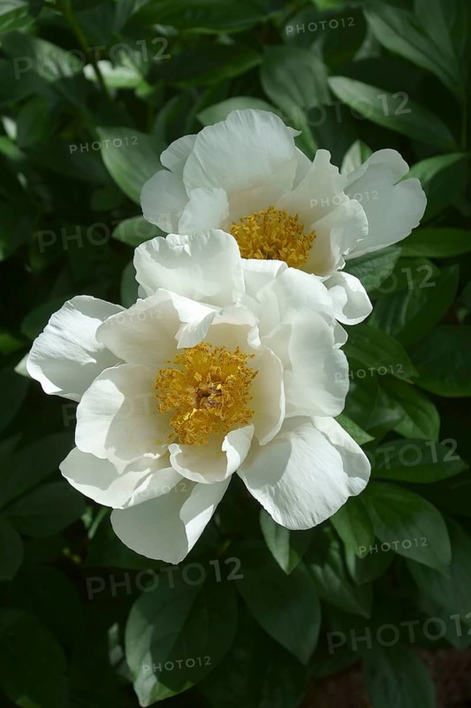 Chinese peony