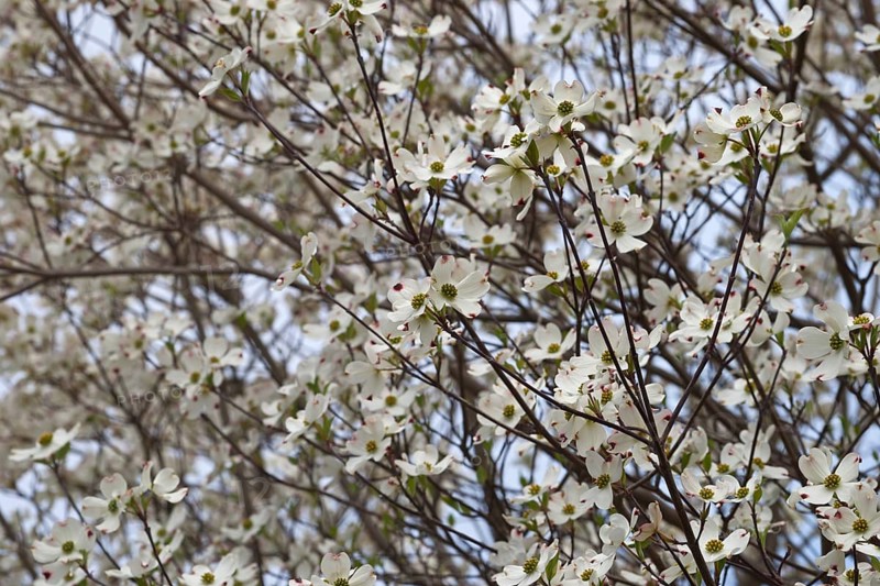 Flowering Dogwood
