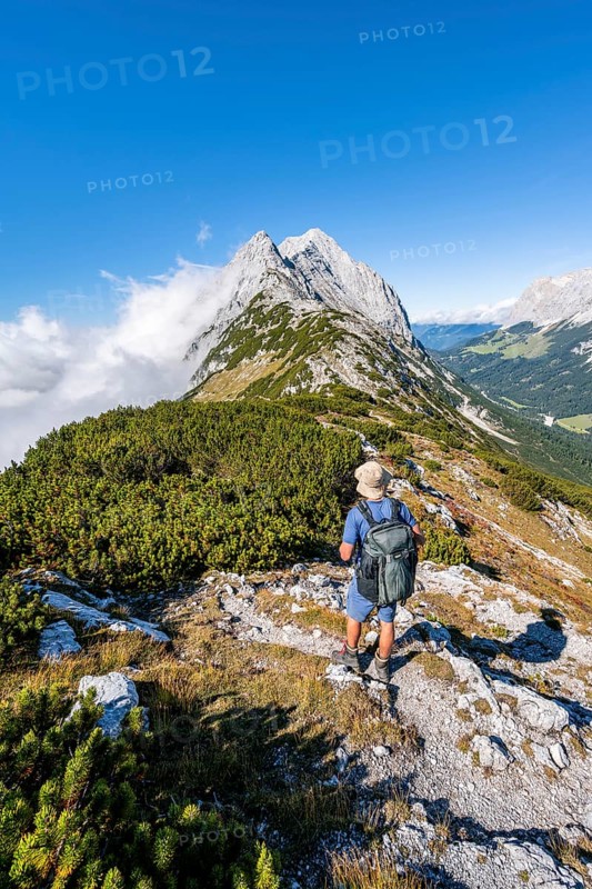 Hiker on the ridge of the Mieminger Kette between mountain pines
