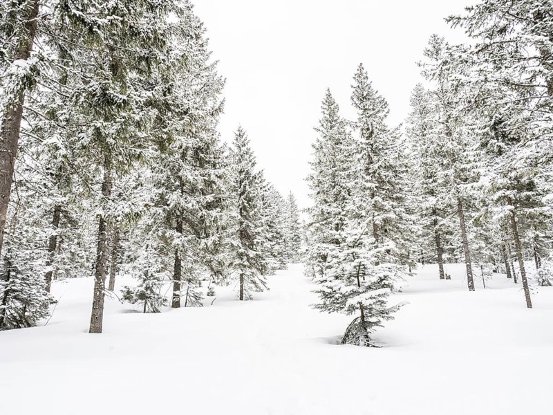 Winter landscape