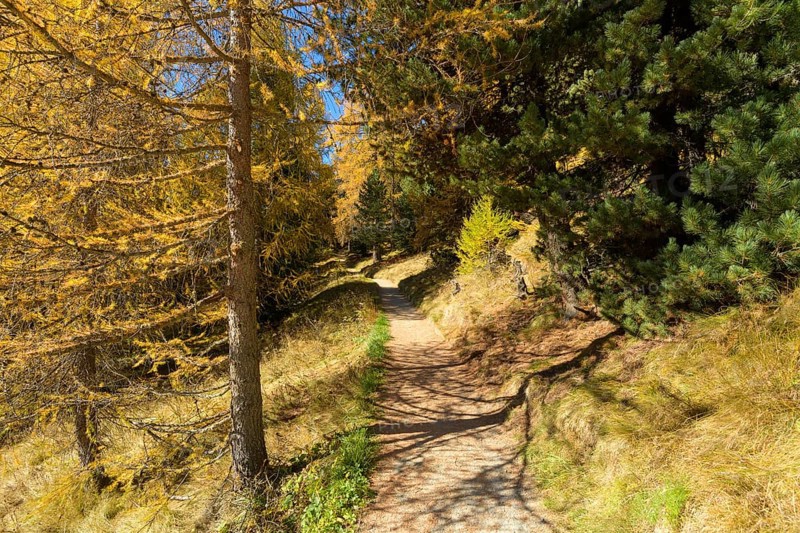 Path with colorful larch trees in autumn