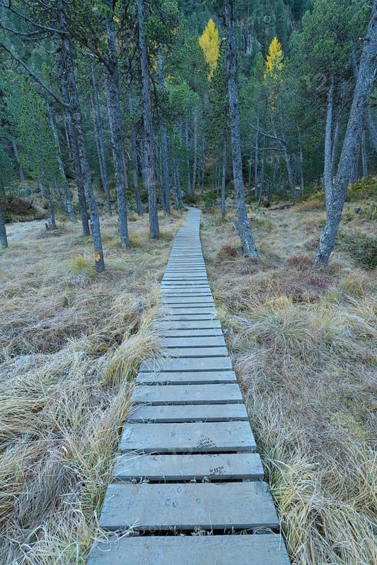 Boardwalk in mountain forest