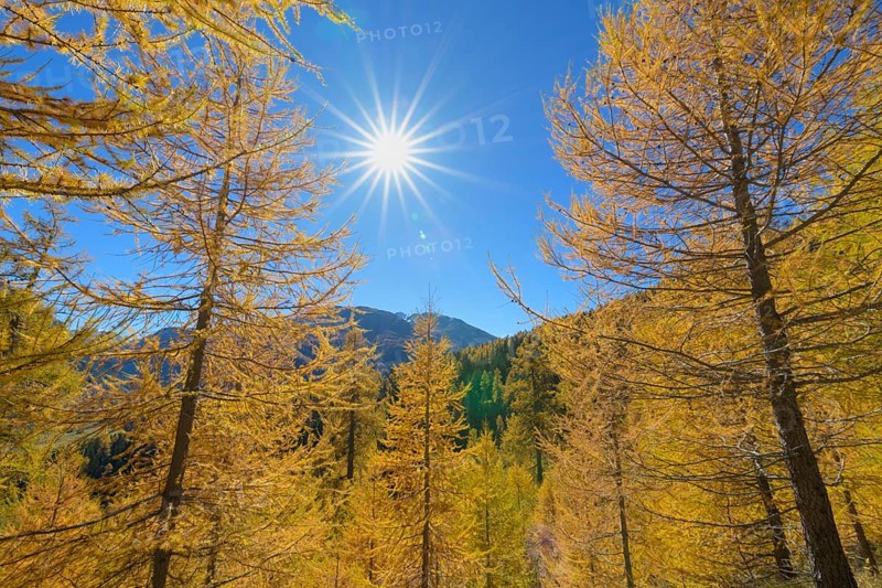 Larch trees with sun in autumn