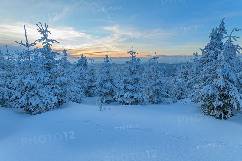 Snow covered coniferous trees at sunset in winter